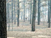 DEER IN BURN