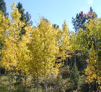 ASPEN