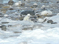ARCTIC FOX