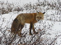 RED FOX