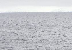 Fin Whale