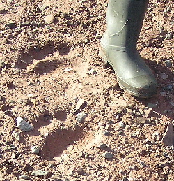 Bear print
