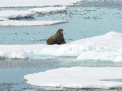 Walrus