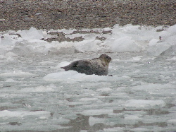 Harbor seal