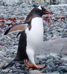 Gentoo
