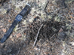 Deer Scat