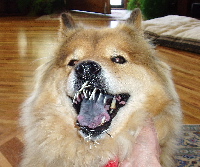 ZUCCA BEAR-PORCUPINE